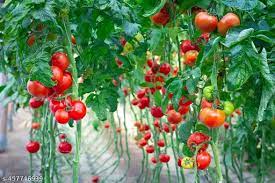 Giant Red Tomato Solanum lycopersicum seeds for garden planting