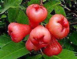 Rose Apple or Water Apple Fruit Seeds for Planting - Growing Nutritious and Sweet Apple Trees