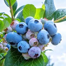 Rabbiteye Blueberries Fruit Seeds for Planting and Growing Delicious Berries at your Home Garden