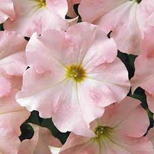 Blush Pink Petunia Hybrida Seeds for Planting - Heirloom, NON-GMO Flower Seeds - Easy to Grow Garden Blooms