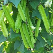 Green Winged Bean Seeds for Planting - heirloom & Non-GMO Seeds