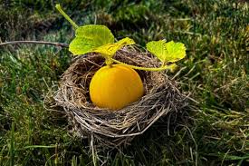 Dosakai Melon Cucumber Seeds for Planting - Heirloom & Non-GMO Garden Seeds