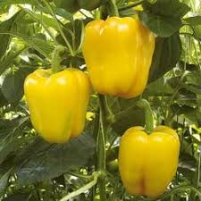 Light Yellow Pepper Capsicum annuum seeds for planting