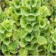 Heirloom Non-GMO Moluccella Laevis Bells of Ireland Flower Seeds for Unique Garden Borders and Planting