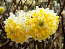Heirloom Non-GMO Yellow Edgeworthia Flower Seeds for Planting – Fragrant Winter Blooms