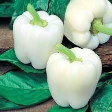 White Bell Pepper Capsicum annuum seeds for garden planting