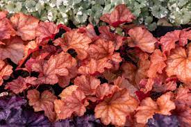 Mixed Heuchera Coral Flower Seeds for Planting - Heirloom, NON-GMO Seeds - Vibrant Garden Blooms