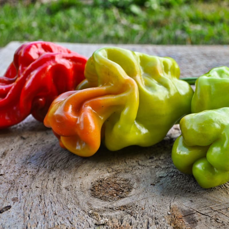 Dragon’s Toe – Chinese Pepper Seed