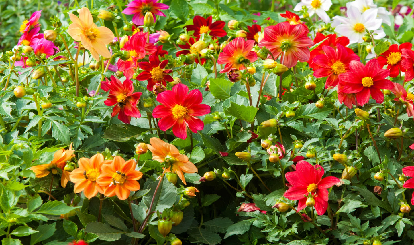 Dahlia- Coltness Single Mix