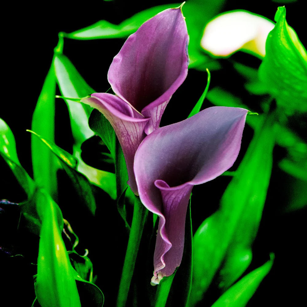 Rio Calla Lily