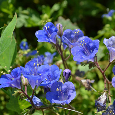 Organic Blue Bell Flower Seeds for Planting – Heirloom, Non-GMO