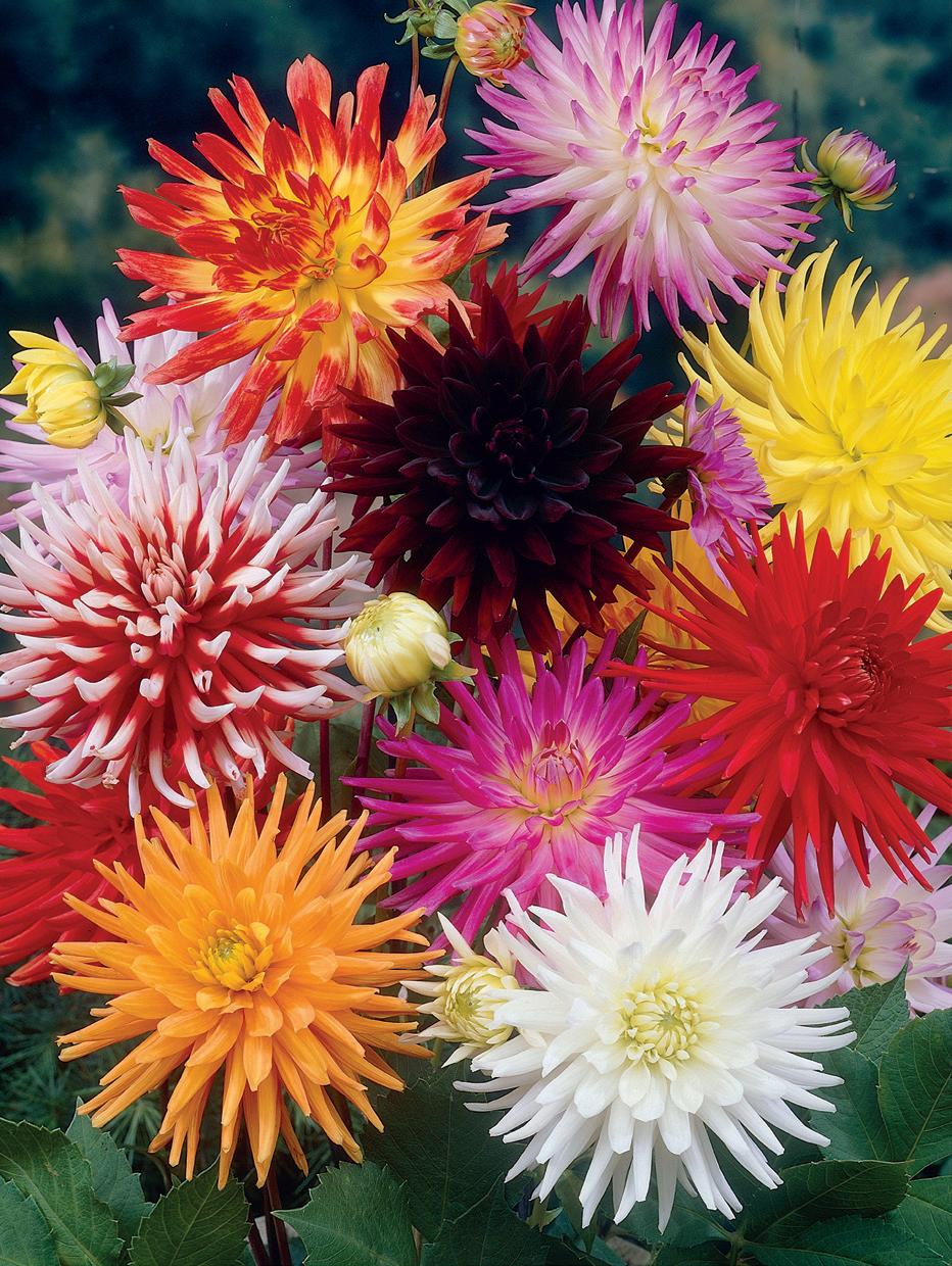 Fimbriata Dahlia Mixture