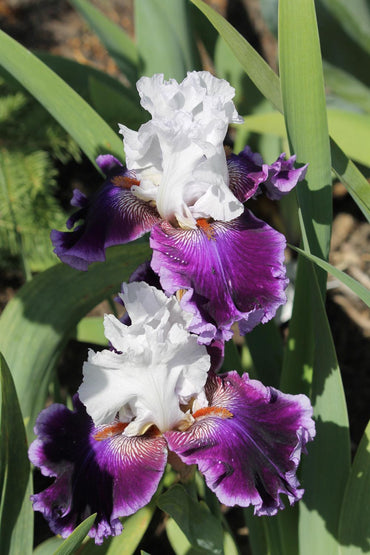 Royal Orders Bearded Iris