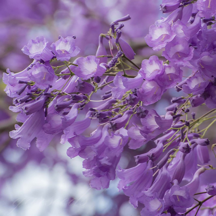 Jacaranda Flower Seeds