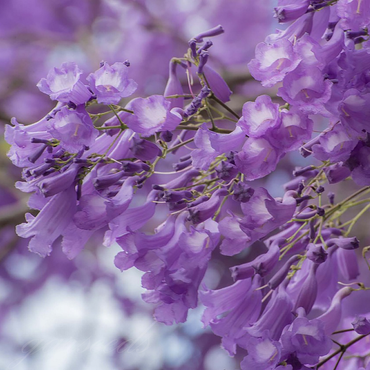 Jacaranda Flower Seeds