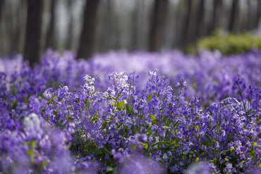 Heirloom Non-GMO Orychophragmus Flower Seeds for Planting – Delicate Purple Spring Garden Blooms