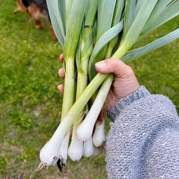 Garlic Sprout Seeds
