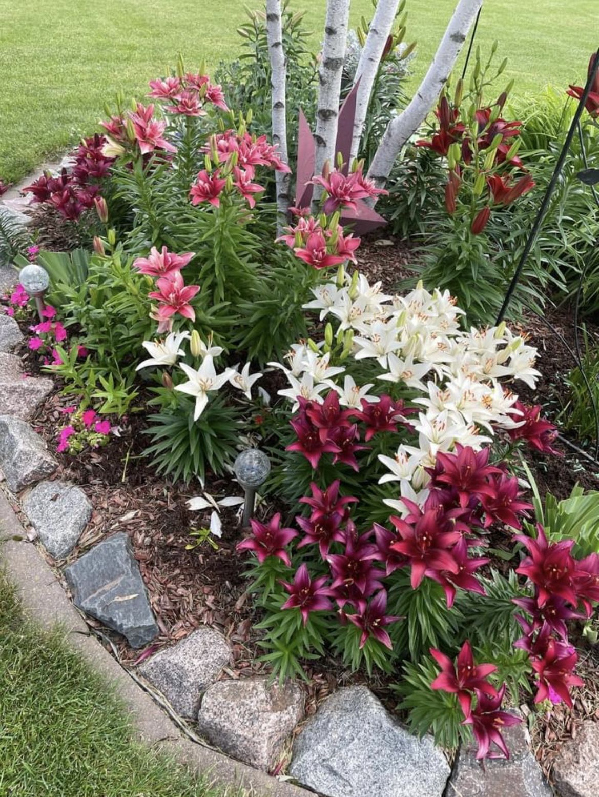 Hugs and Kisses Carpet Border Lily Mixture