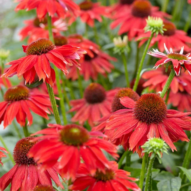 Red Echinacea Coneflower Seeds for Planting - Heirloom Seeds to attract Pollinators & Butterflies