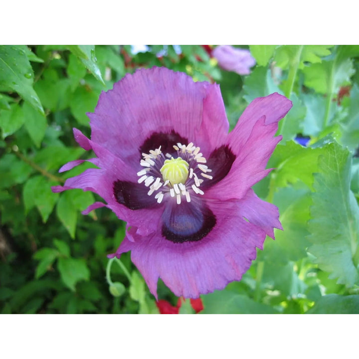 Pepperbox Flower Seeds, Heirloom, Non-GMO Seeds for Planting