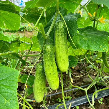 Cucumber Seeds