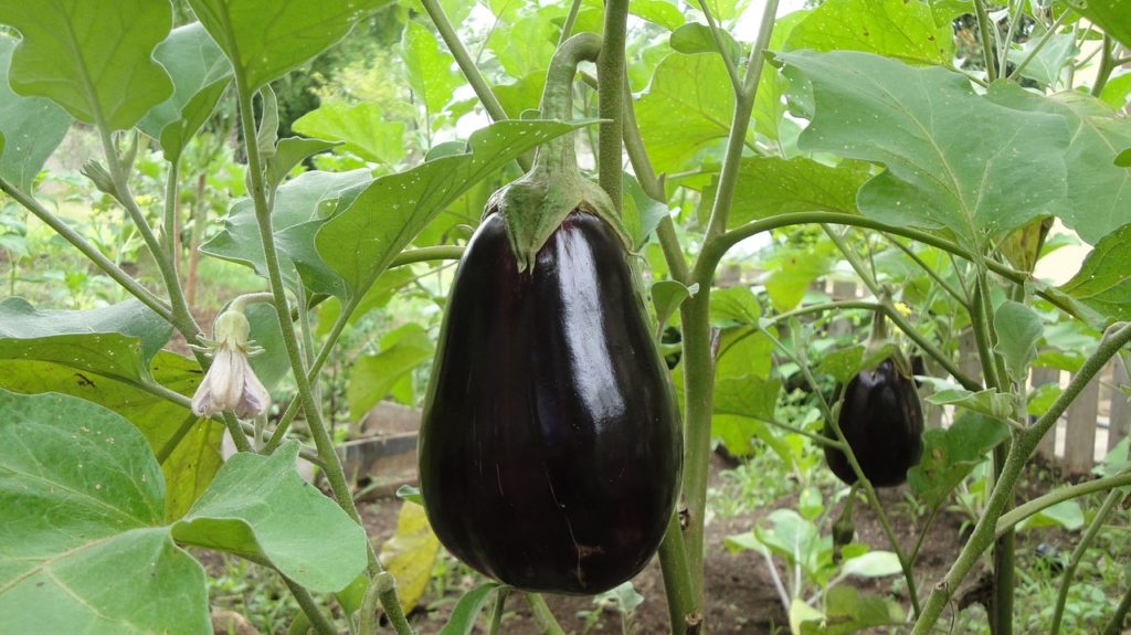 Orient Express – Eggplant Seed