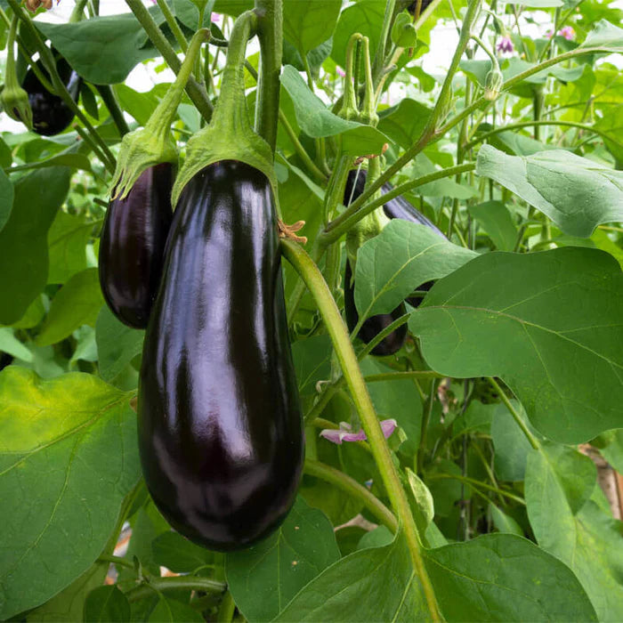 Galine – Eggplant Seed