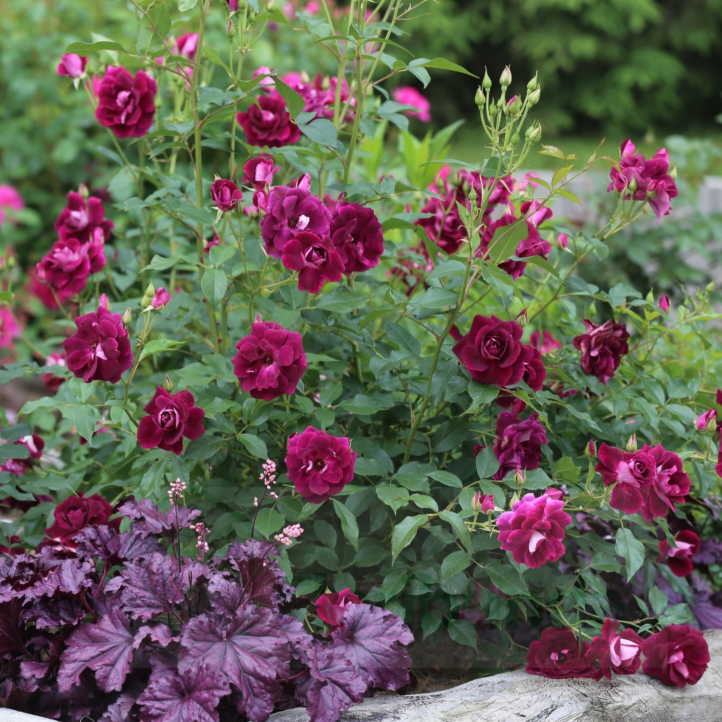 Burgundy Iceberg Floribunda Rose