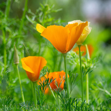 Californian Poppy- Aurantiaca Orange