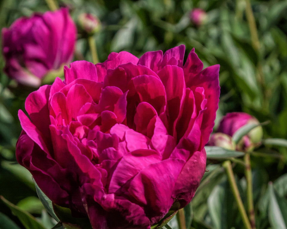 Cherry Hill Peony