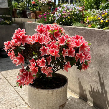 Deciduous Azalea Seeds