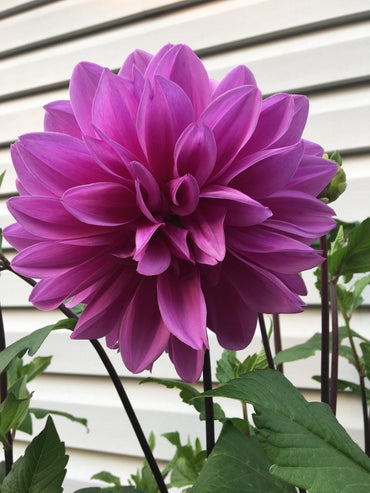 Emperor Dahlia