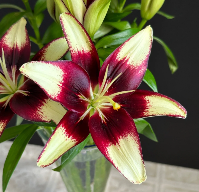 Ink Tender Asia Lily Seeds