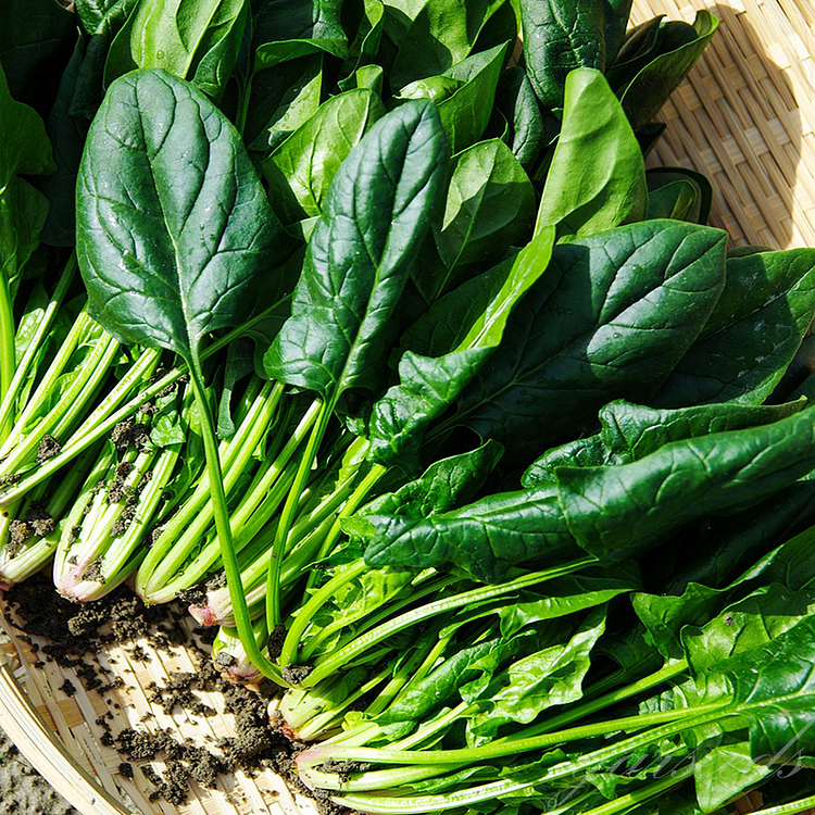 Spinach Seeds