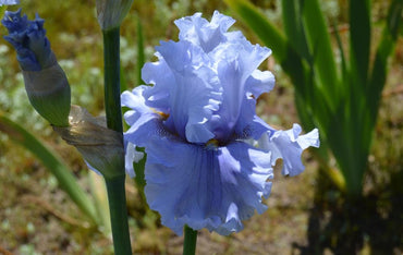 Platinum Passion Bearded Iris Seeds