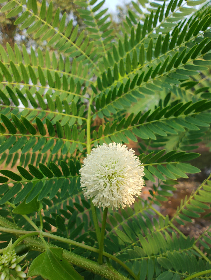 Heirloom River Tamarind Flower Seeds, Non-GMO Fast-Growing Blooms for Shade and Garden Planting