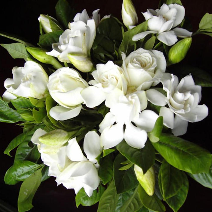 Green White Gardenia Flower Seeds for Planting | Heirloom, Non-GMO, Organic Seeds