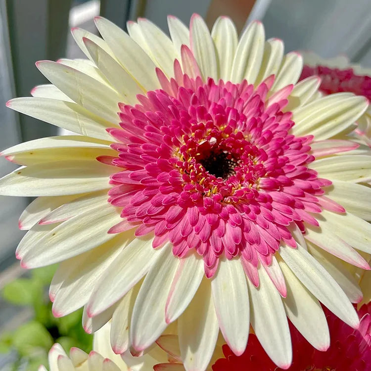 Gerbera Flower Seeds