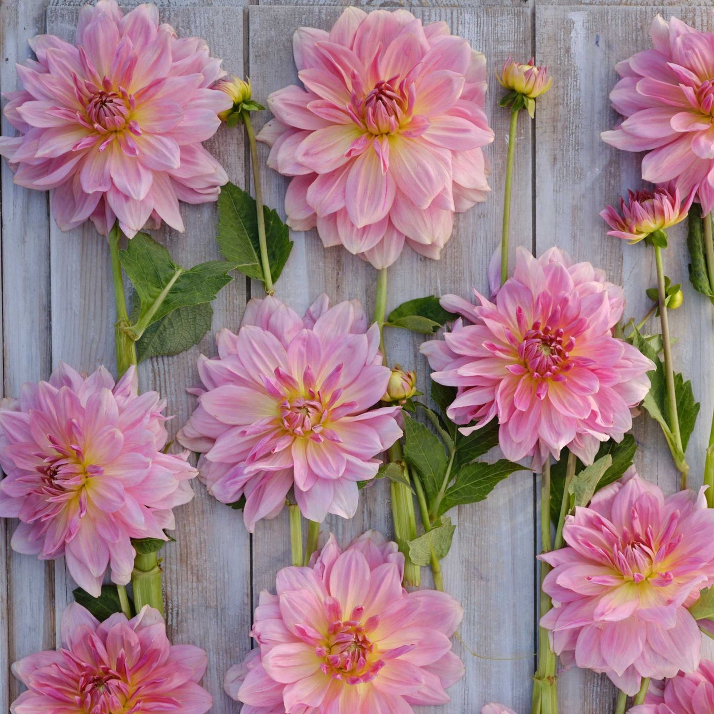 Fairway Pilot Giant Dinnerplate Dahlia