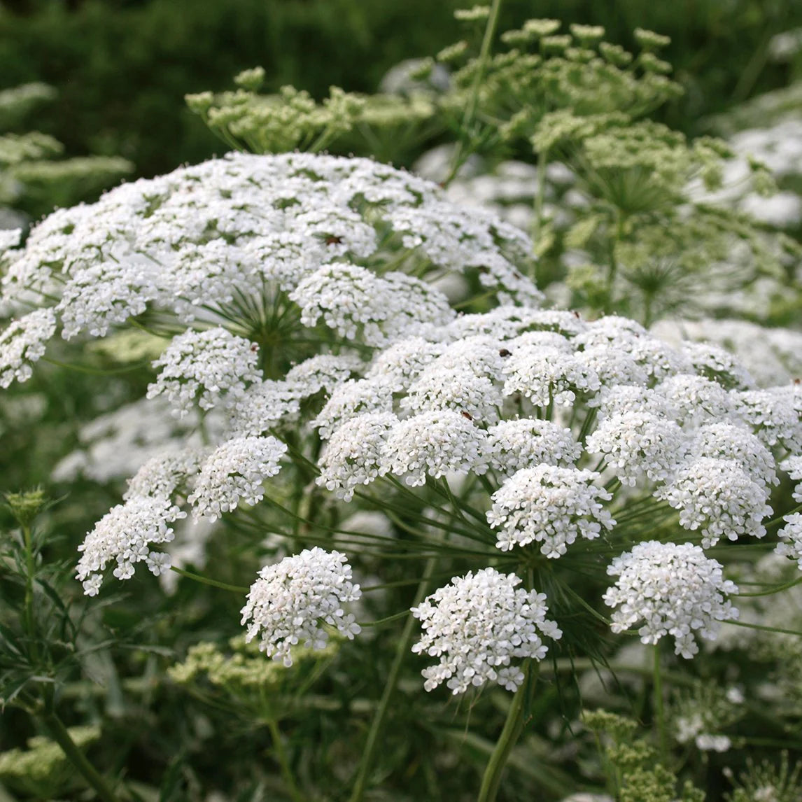 Queen Anne's Lace