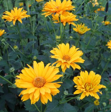 False Sunflower Seeds – Heirloom, Non-GMO Flower Seeds for Planting
