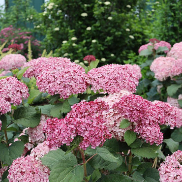 Heirloom Non-GMO Hydrangea Flower Seeds for Planting – Vibrant Garden Bloom Seeds