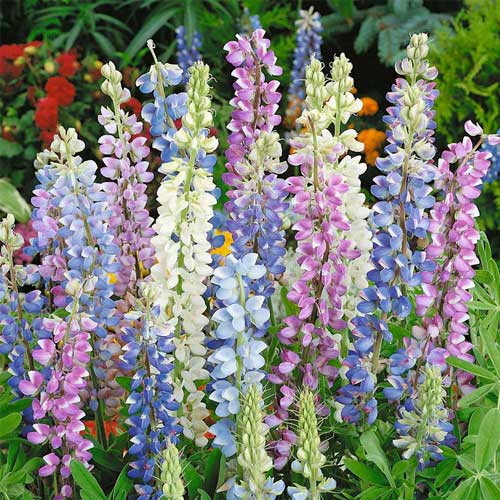 Hartwegii Mix Lupine Flower Seeds for Planting – Vibrant Colors, Heirloom Garden Seeds