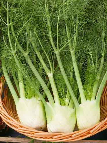 Preludio – Fennel Seed