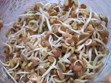 Fenugreek – Organic Sprouting Seeds