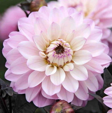 Melody Harmony Dahlia