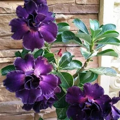 Rainbow Desert Rose Seeds