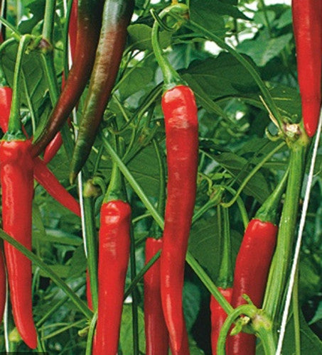 Red Flame – Organic Cayenne Pepper Seeds