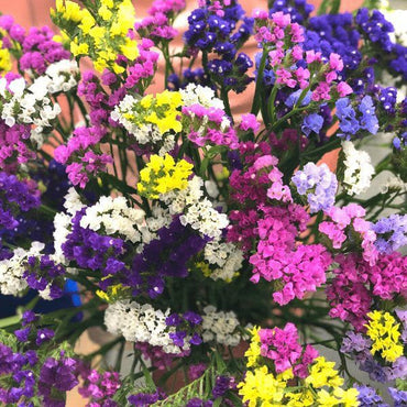 Statice- Petite Bouquet