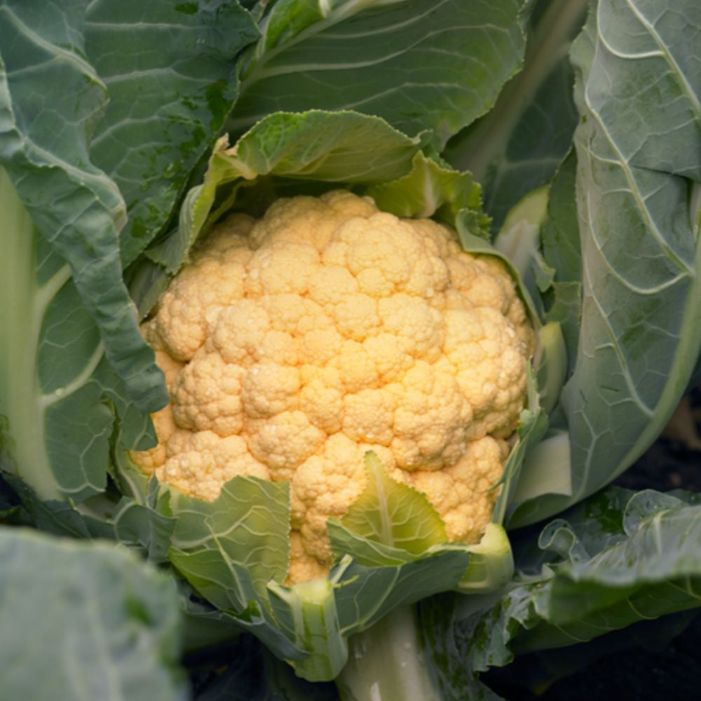 Flame Star – Orange Cauliflower Seeds